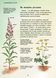 Стежками природи. Дикі квіти - Сара Кан - мініатюра 8