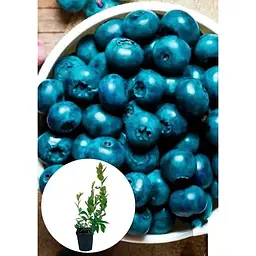 Саджанець Agro-Market Лохина (чорниця садова) пізня Елліот (Elliott) (придатний до тривалого зберігання) 1 шт. в упаковці (21312) - мініатюра 2