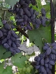 Саджанець Agro-Market Виноград Байконур 1 шт. в пакуванні (44450) - мініатюра 3