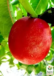 Саджанець Agro-Market Нектарин Супер Квін (лисий персик, літній сорт, ранній термін дозрівання) 1 шт. в упаковці (37420) - мініатюра 3