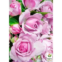 Троянда плетиста Agro-Market Деклік саджанець класу АА+ вищий сорт 1 шт. в упаковці (178161) - мініатюра 2