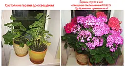 Светодиодный фитосветильник FitoLED 25 Combo (полный спектр) - мініатюра 9