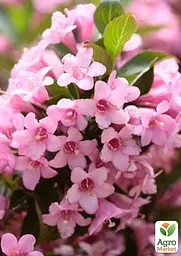 Вейгела на штамбі "Rosea" вазон С3 висота 150-170см (182745) 1 саженец - мініатюра 2
