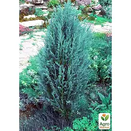 Саджанець Agro-Market Ялівець скельний Silver Star C2, висота 40-60 см (62123) - мініатюра 3