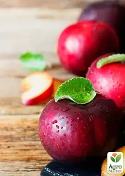 Саджанець Agro-Market Слива Ренклод Альтана (літній сорт, середній термін дозрівання) 1 шт. в упаковці (15792) - мініатюра 2