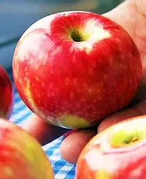 Саджанець Agro-Market Яблуня Хоней Крисп (зимовий сорт, пізній термін дозрівання) (23461) 1 шт. в упаковці - мініатюра 4