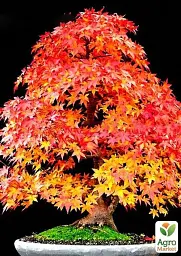 Саджанець Agro-Market Клен віяловий Фенікс (Acer palmatum Phoenix) контейнер P9, 1 шт. в упаковці (50724) - мініатюра 3