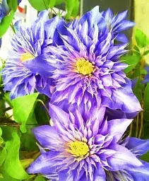 Клематис Agro-Market Multi Blue 1 саджанець в упаковці (17631) - мініатюра 2