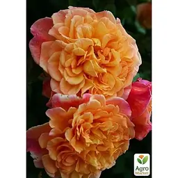 Саджанець Agro-Market Троянда плетиста Aloha (клас АА +) вищий сорт (17401) 1 шт. - мініатюра 4