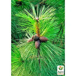 Саджанець Agro-Market Сосна Орегонська (Рinus ponderosa) С10, висота 100-130 см (178495) - мініатюра 3