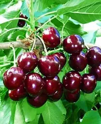Саджанець Agro-Market Черешня чешської селекції Тамара (літній сорт, пізній термін дозрівання) (46282) 1 шт. в упаковці - мініатюра 3