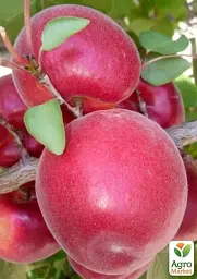 Саджанець Agro-Market Абрикос Фуего (великоплідний, ранній термін дозрівання) 1 шт. в упаковці (156838) - мініатюра 2