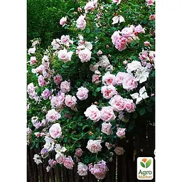 Троянда плетиста Agro-Market сріблясто-рожева напівмахрова Перлина стилю Pearl of style саджанець класу АА+ преміальний витривалий сорт 1 шт. в упаковці (45956) - мініатюра 3