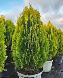 Саджанець Agro-Market Туя східна Aurea Nana (ком/сітка), висота 100-120 см (178491) 1 шт. в упаковці - мініатюра 3