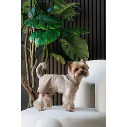 Шорти Pet Fashion Leo для собак XS2 - мініатюра 3