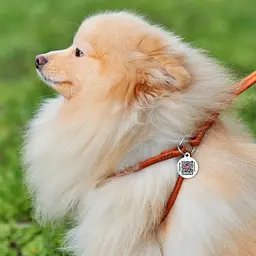 Шлея з повідцем для собак Waudog Soft з QR паспортом шкіряна кругла Д 6 мм, А 42-60 см, В 46-64 см коричнева - мініатюра 4