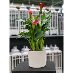 Вазон керамічний Spang Pillar 24x21.3 см граніт (1041669) - мініатюра 2