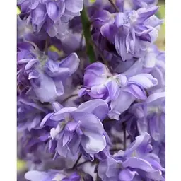 Гліцинія 3-річна китайська "Блек Драгон" (Wisteria chinensis Блек Дрегон) С2 висота саджанця 60-100см (185274) 1 саженец Нідерланди