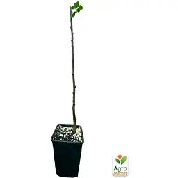 Саджанець Agro-Market Слива Президент укорінена в контейнері (саджанець 2 роки) (153156) - мініатюра 5