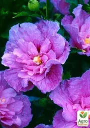 Саджанець Agro-Market Гібіскус деревовидний махровий Лавандовий шифон (Lavender Chiffon) (50694) - мініатюра 3