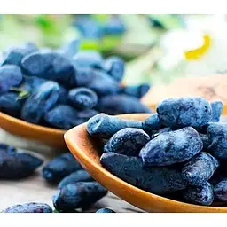 Саджанець Agro-Market Жимолість Алісія (середньопізній термін дозрівання, ягоди з куща не обсипаються) 1 саджанець (43966) - мініатюра 2