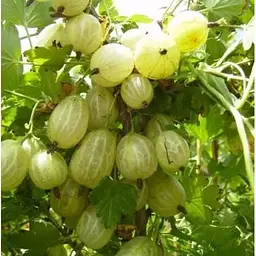 Саджанець Agro-Market Агрус Інвікта (Invict) (середній термін дозрівання, високоврожайний сорт) 1 шт. в упаковці (19907) - мініатюра 3