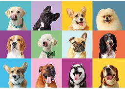 Пазл Clementoni Super: Щасливі Собачки (Super - Funny Faces Puzzle - 300 pcs.), колаж, 300 ел. (21739) - мініатюра 2