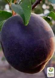 Саджанець Agro-Market Абрикос Шлор Циран (Чорний) (літній сорт, середньопізній термін дозрівання) 1 шт. в упаковці (39959) - мініатюра 3