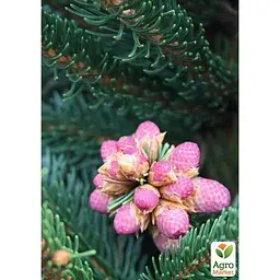 Саджанець Agro-Market Ялина Карликова Ohlendorffii (горщик P9) 1 саджанець в упаковці (50854) - мініатюра 4