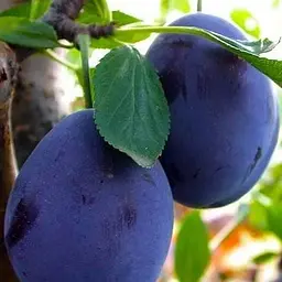 Саджанець Agro-Market Слива Стенлей (осінній сорт, пізній термін дозрівання) (20941) 1 шт. в упаковці - мініатюра 2