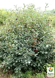Саджанець Agro-Market Ірга 2-річна вільхолиста Amela (вкорінена в контейнері) 1 шт. в пакуванні (183344) - мініатюра 2