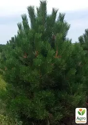 Саджанець Agro-Market Сосна Чорна Nigra (Pinus Nigra) горщик P9, 1 шт. в упаковці (49234) - мініатюра 2