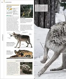 Animal. The Definitive Visual Guide - мініатюра 4