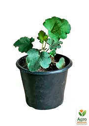 Саджанець Agro-Market Гейхера (Heuchera) Venus (49878) - мініатюра 2