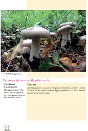 У пошуках грибного царства - мініатюра 8