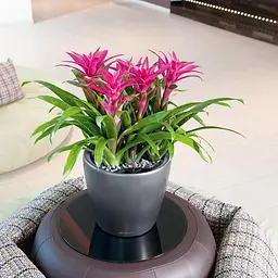 Вазон Lechuza Classico Premium LS 35 сріблястий (16068) - мініатюра 6