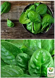 Насіння Agro-Market Шпинат Матадор на вагу ціна за 7 г (22090) - мініатюра 3