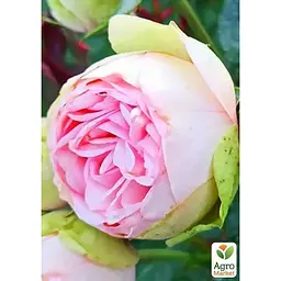 Троянда кущова Agro-Market Брайдан Піано Bridal piano саджанець класу АА+ вищий сорт 1 шт. в упаковці (52547) - мініатюра 2