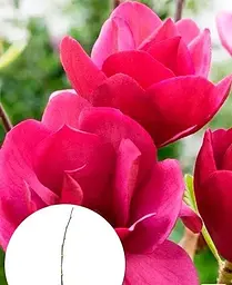 Магнолія Agro-Market Emperor щеплена 4-річна гібридна висота 50-60 см 1 саджанець в упаковці - мініатюра 2