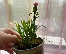 Гвоздика Agro-Market Махрова Oscar Pink and Purple контейнер № 10 висота 10 см 1 саджанець в упаковці - мініатюра 3