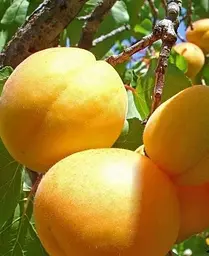 Саджанець Agro-Market Абрикос Ледана (35791) 1 шт. в упаковці - мініатюра 4