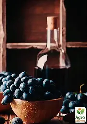 Саджанець Agro-Market Виноград Руслан (дуже ранній термін дозрівання, кисть формується без горошенія) 1 шт. в пакуванні (35274) - мініатюра 2