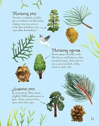 Trees to Spot. Usborne Minis - мініатюра 4