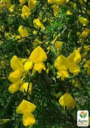 Саджанець Agro-Market Рокитник Cytisus Scoparius Vanessa (49181) - мініатюра 5