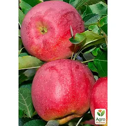 Саджанець Agro-Market Яблуня Флоріна укорінена в контейнері (саджанець 2 роки) (180490) - мініатюра 4