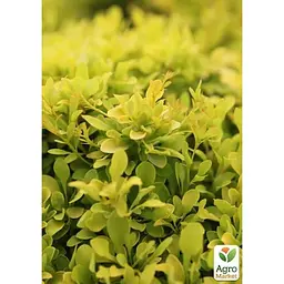 Саджанець Agro-Market Барбарис Тунберга 3-х річний Tiny Gold С3 висота саджанця від 20 см (182619) 1 шт. в упаковці - мініатюра 4