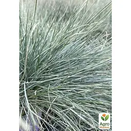 Саджанець Agro-Market Вівсяниця сиза Eisvogel вазон С2, висота 15-30 см (184220) 1 шт. - мініатюра 2