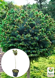 Саджанець Agro-Market Ялина сітхінська на штамбі Tenas С3 висота 40-60 см 1 шт. в упаковці (112369) - мініатюра 2
