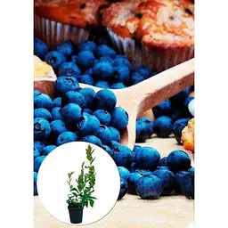 Саджанець Agro-Market Лохина (чорниця садова) рання Патріот (Patriot) дуже врожайна 1 шт. в упаковці (21313) - мініатюра 2