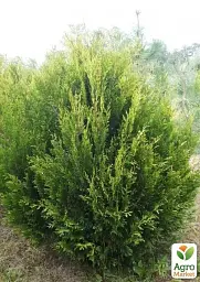 Саджанець Agro-Market Туя складчаста Kornik С20 висота 50-60 см 1 шт. в упаковці (176421) - мініатюра 4
